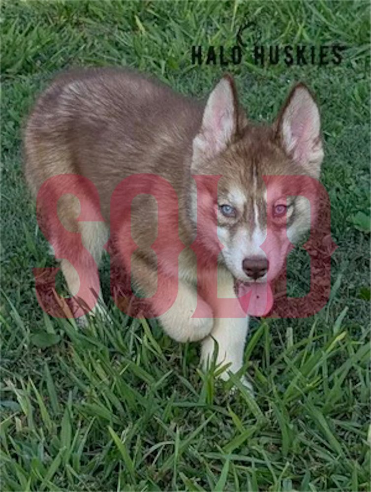 Sold: Red/White Husky Puppy (Roxanne’s Male #1)