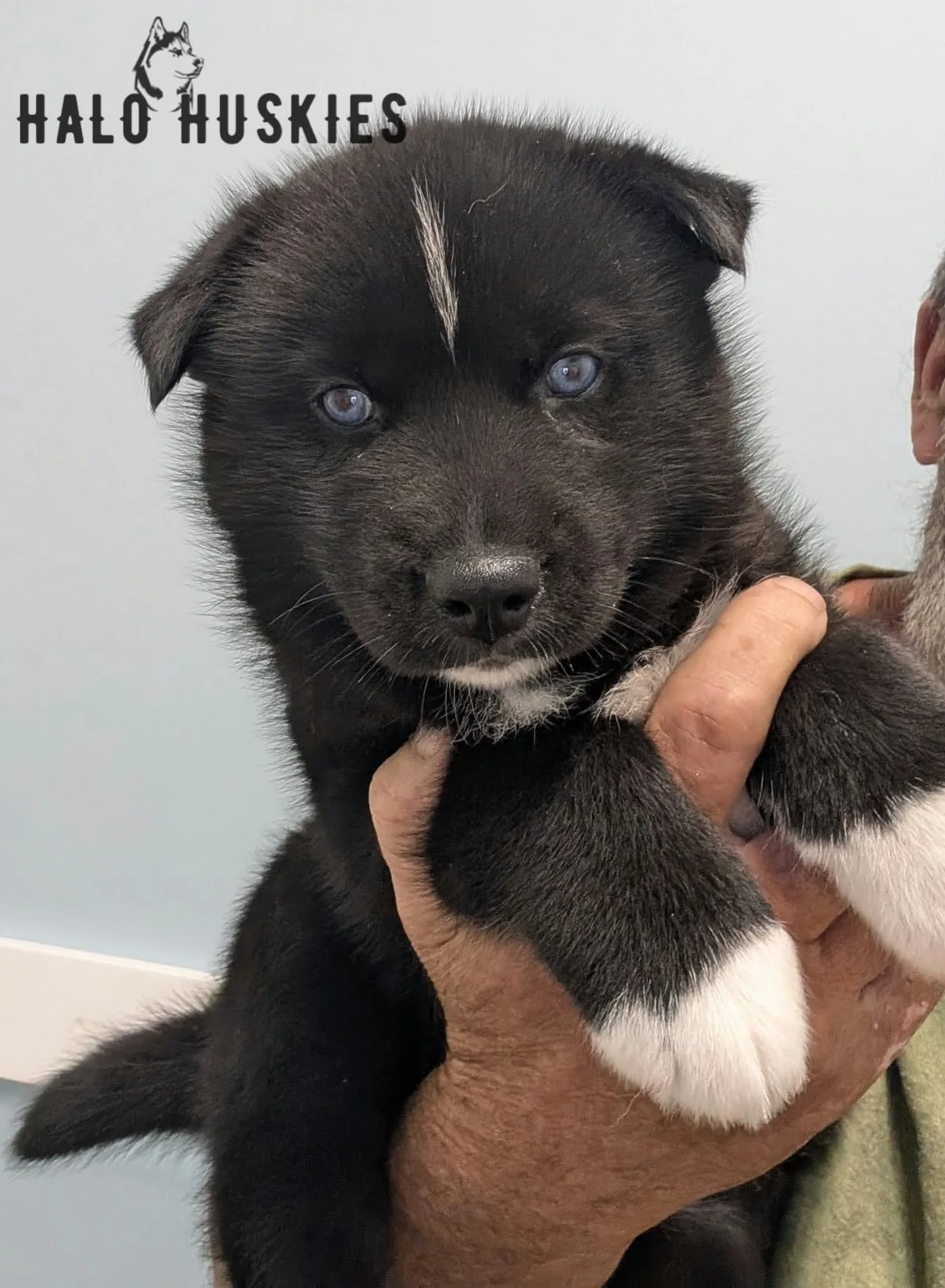 Black Husky Puppy (Cersei’s Male #1) (Reserved)