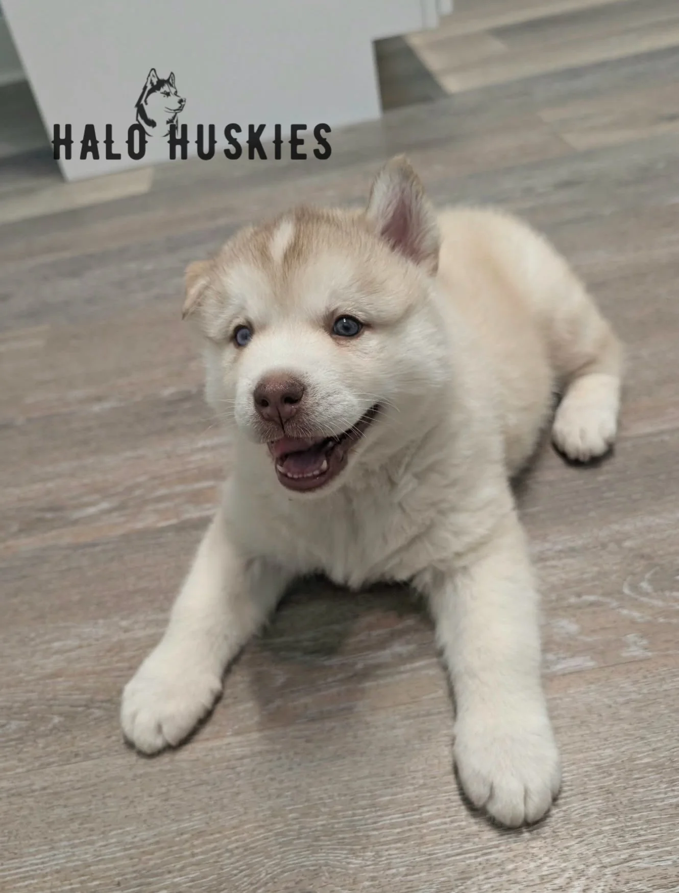 Available Now! Light Red Husky Puppy (Cersei’s Male #2)