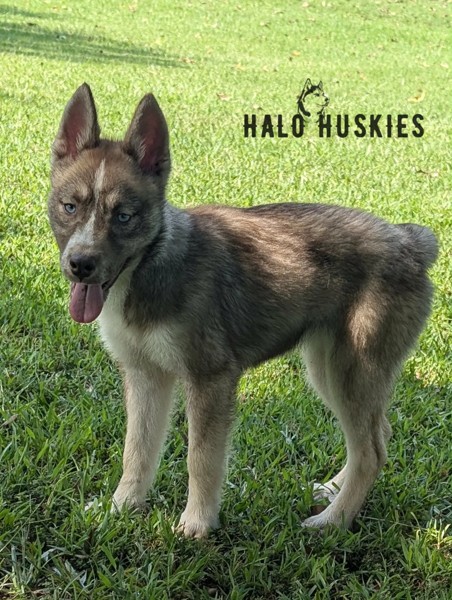 Available Now! Red/White Husky Puppy (Roxanne’s Female #3)