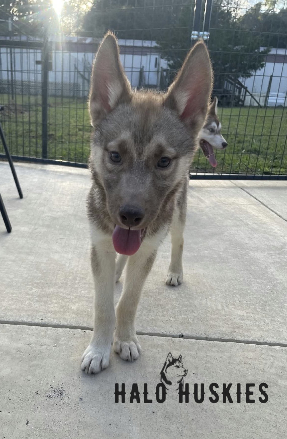 Available Now! Red Husky Puppy (Roxanne’s Female #2)