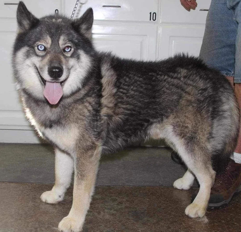 About Our Huskies — Halo Siberian Huskies