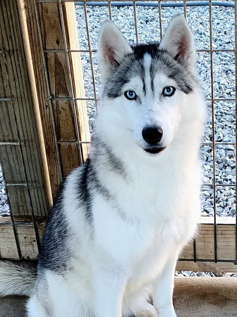 Our Dames & Sires — Halo Huskies