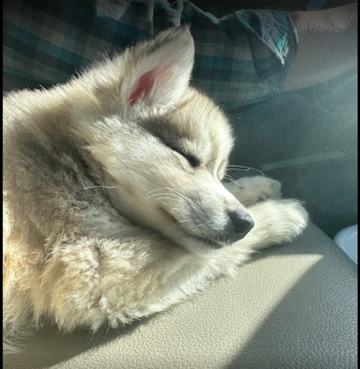 Blog 2 — Halo Huskies