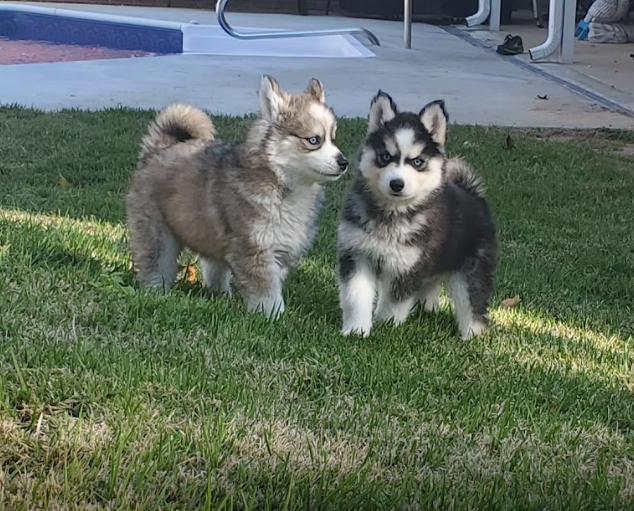 Blog 2 — Halo Huskies