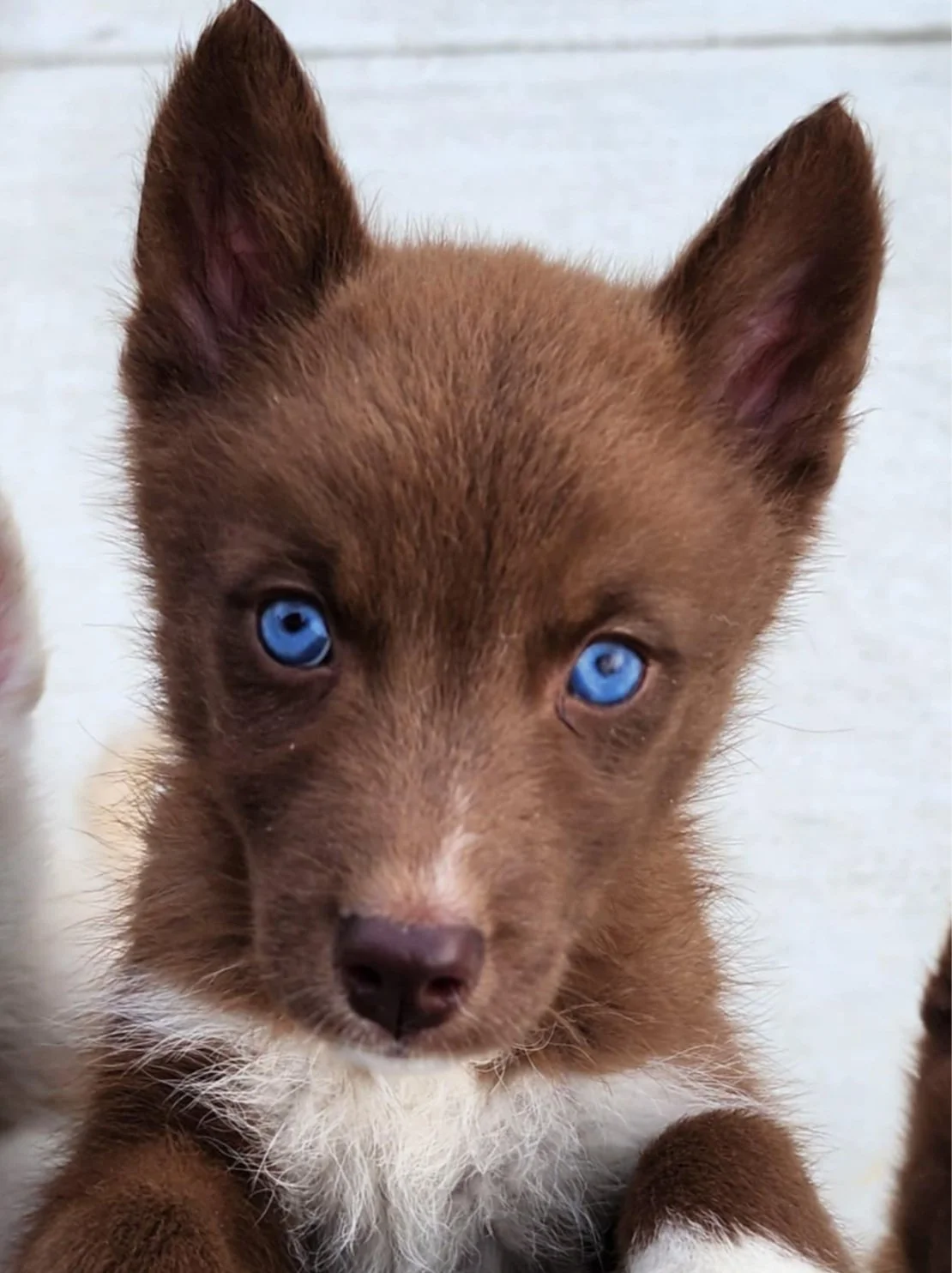 Copper Siberian Husky