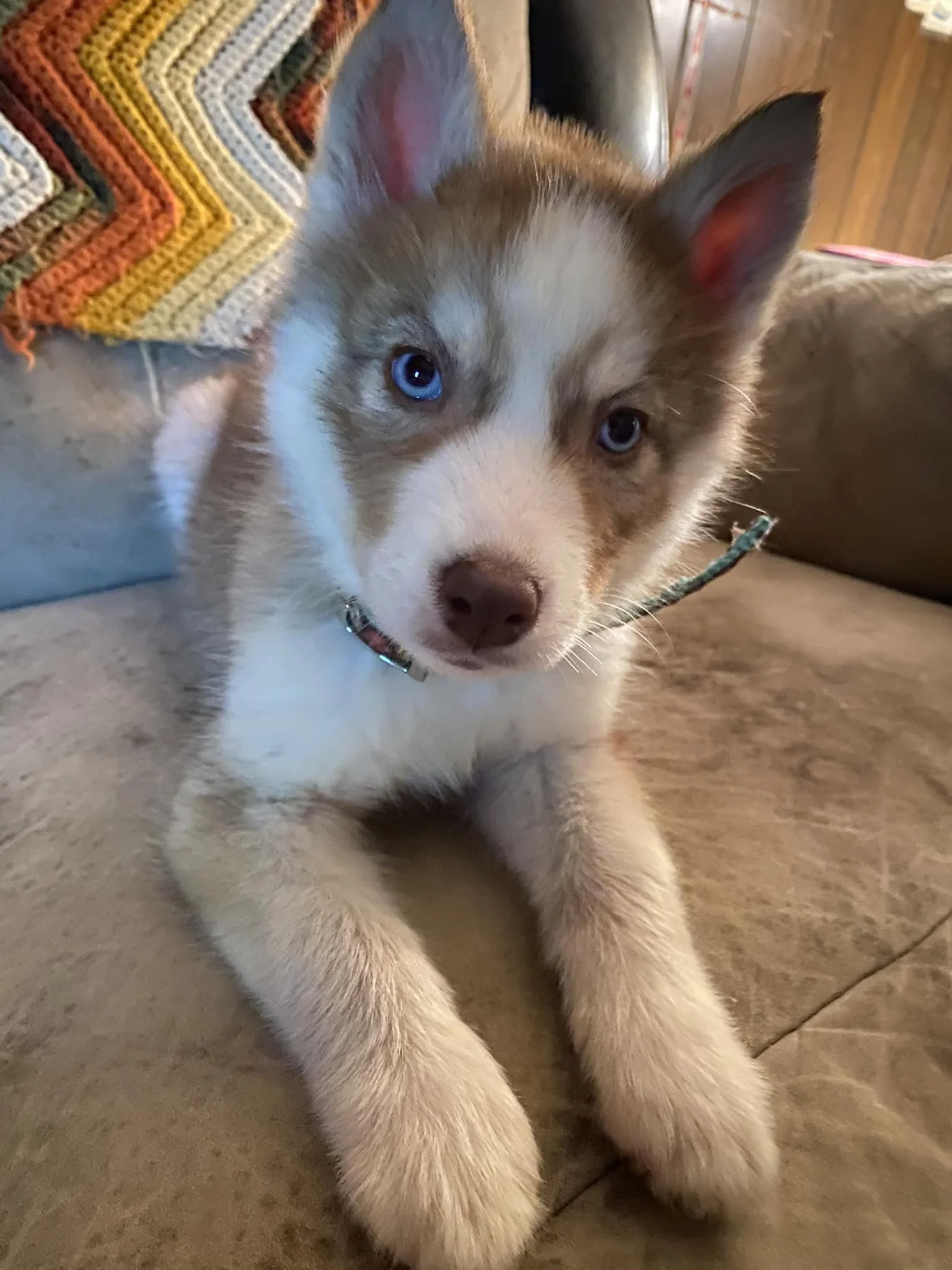 Blog 2 — Halo Huskies