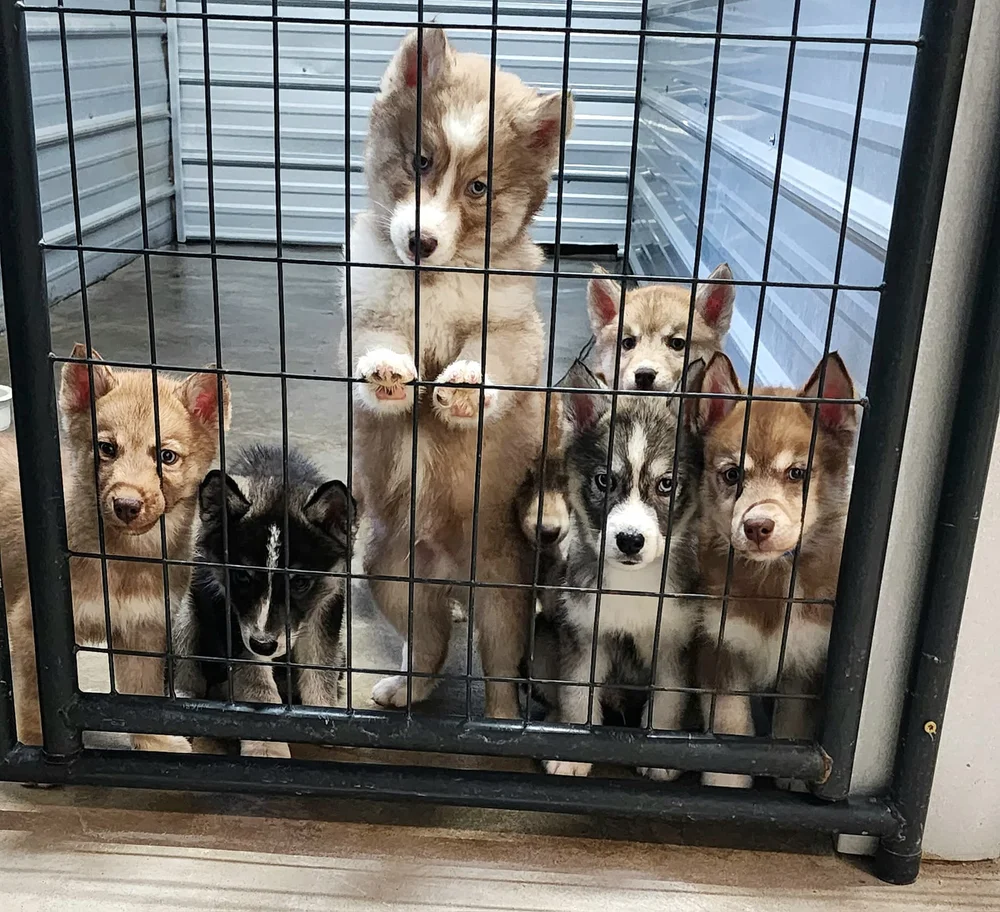 Why Choose Us? — Halo Huskies