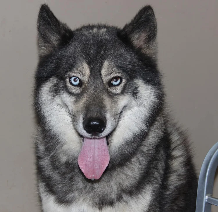 Our Dames & Sires — Halo Huskies