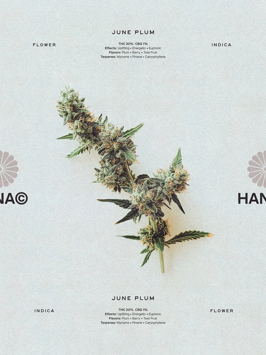 Hana Cannabis June Plum Flower key visual