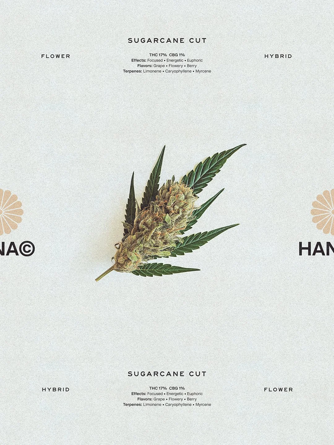 Hana Cannabis Sugarcane Cut Flower key visual