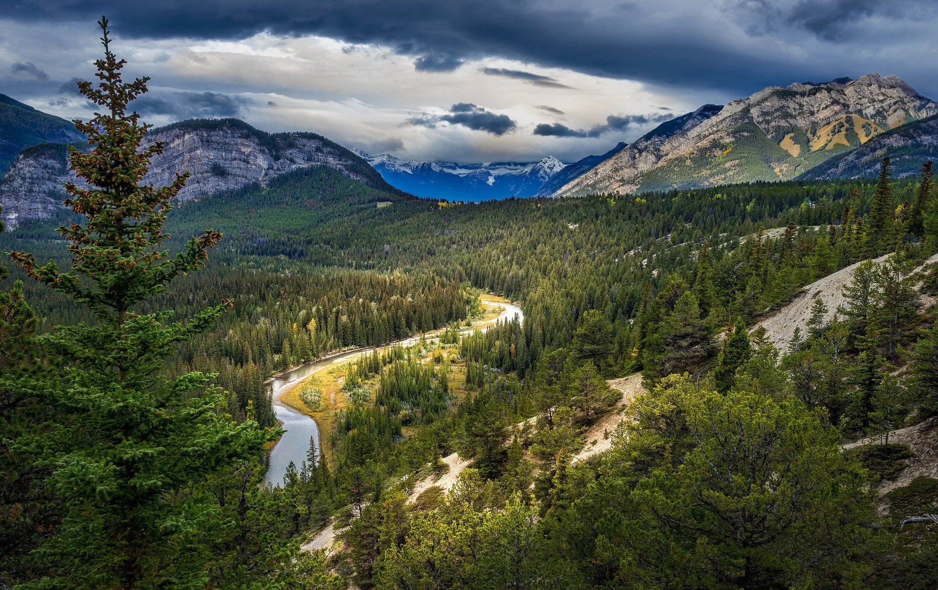 forest-5900553_1920.jpg
