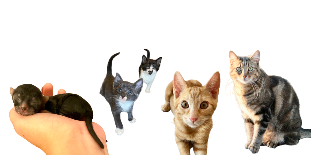Kitten Care — Sonora Cat Rescue