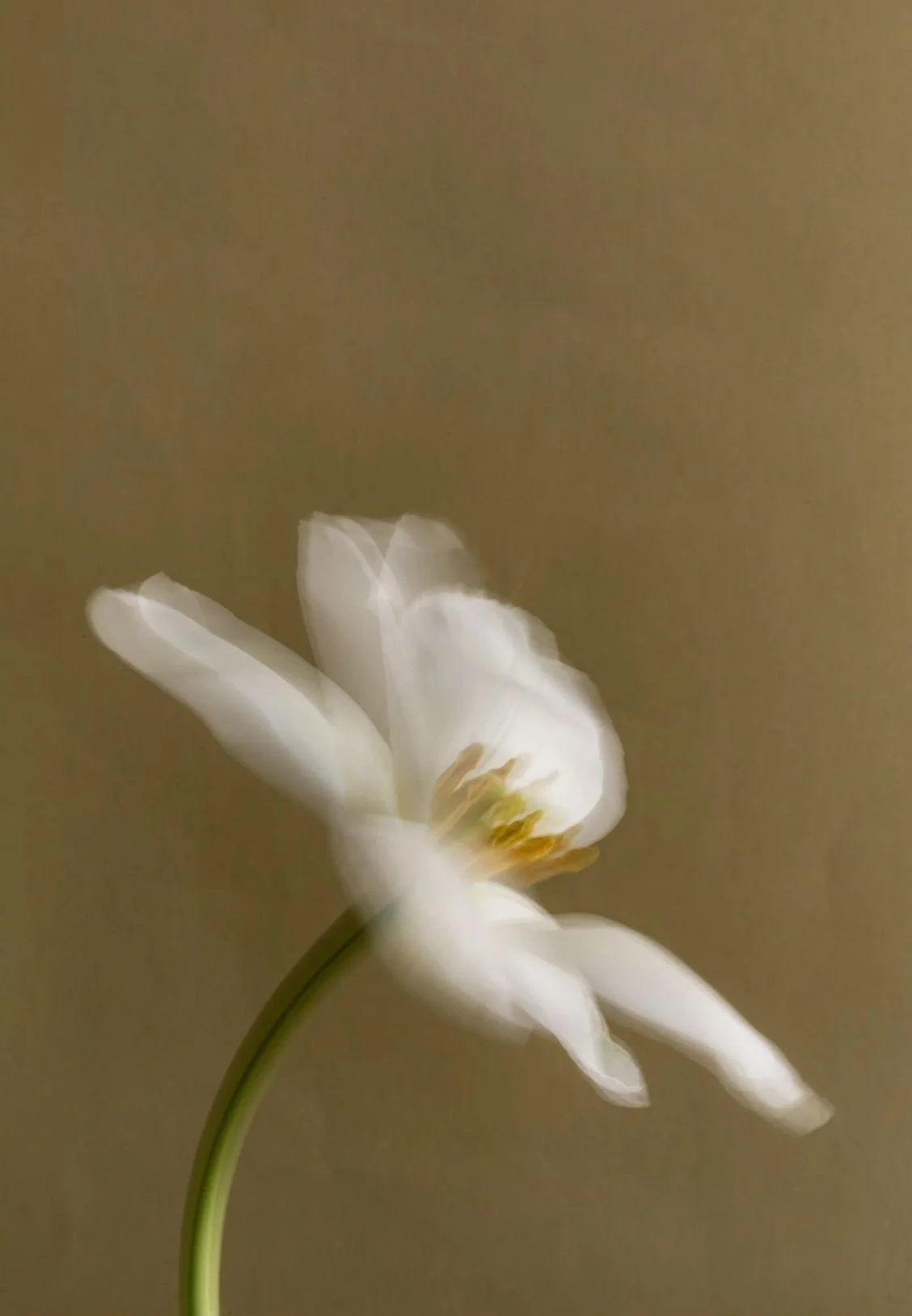 A white flower with soft, delicate petals, yellow stamens, and a green stem against a plain beige background.
