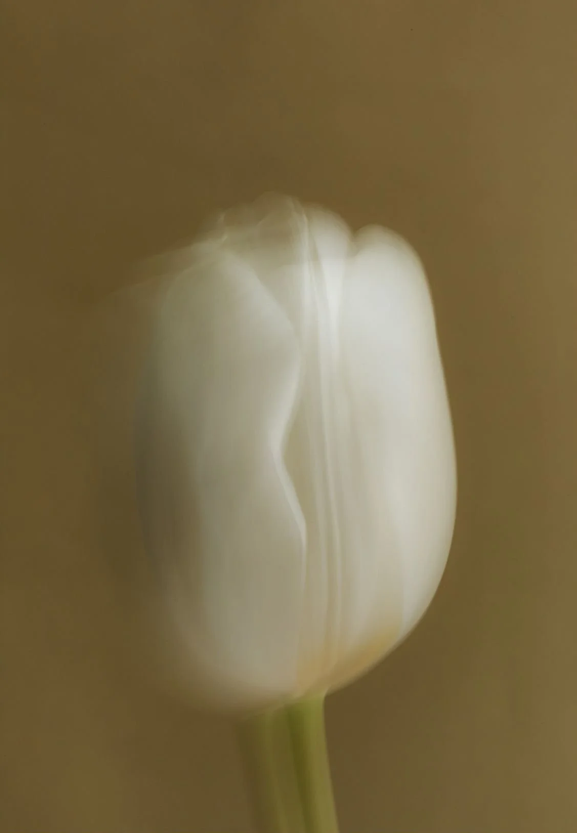 A close-up of a white tulip flower with a blurred brown background.