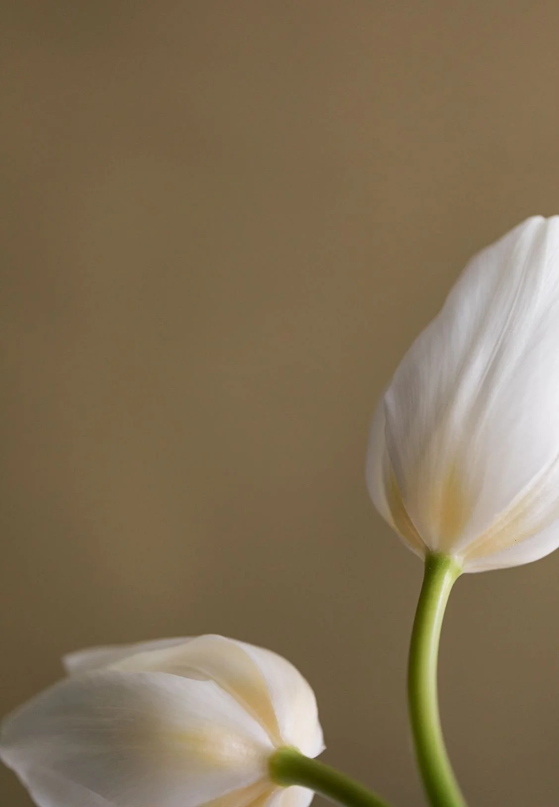Close-up of white tulip flowers against a neutral background.