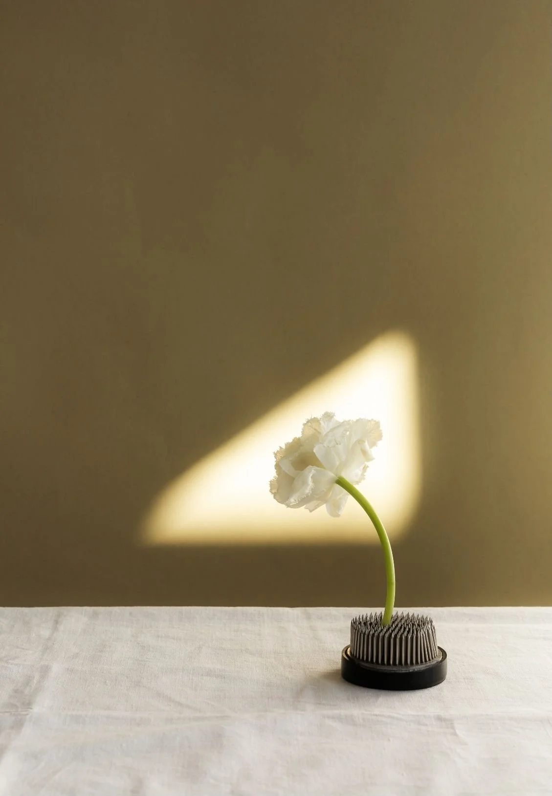 A white flower with a green stem in a black vibrating motor placed on a white table, with a triangular sunbeam of light casting a shadow on a beige background.