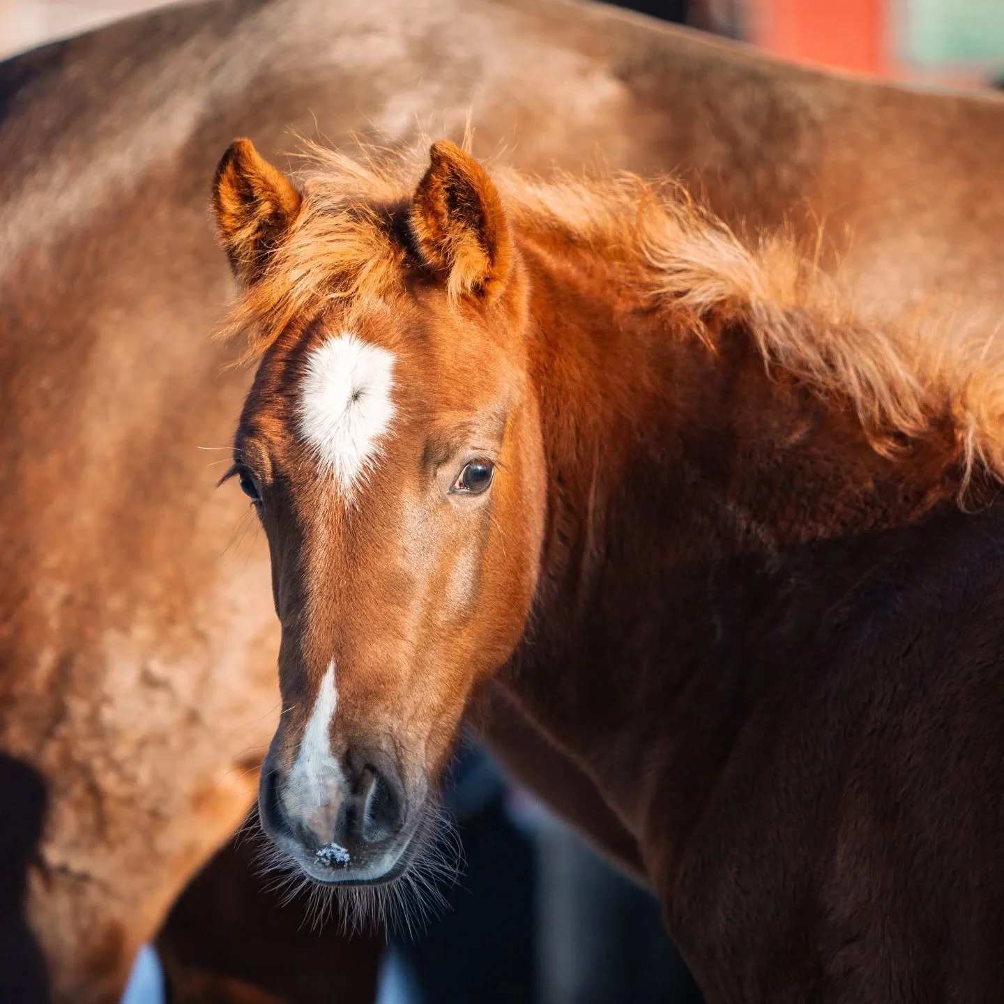 ‼️Hevosten EHV-1-virustilanne‼️

P&auml;&auml;kaupunkiseudun talleilla ja mahdollisesti my&ouml;s laajemmallakin alueella etel&auml;isess&auml; Suomessa, on todettu Equine Herpesvirus type 1 (EHV-1) -tartuntoja. Kyseess&auml; on hevosten v&auml;lill&