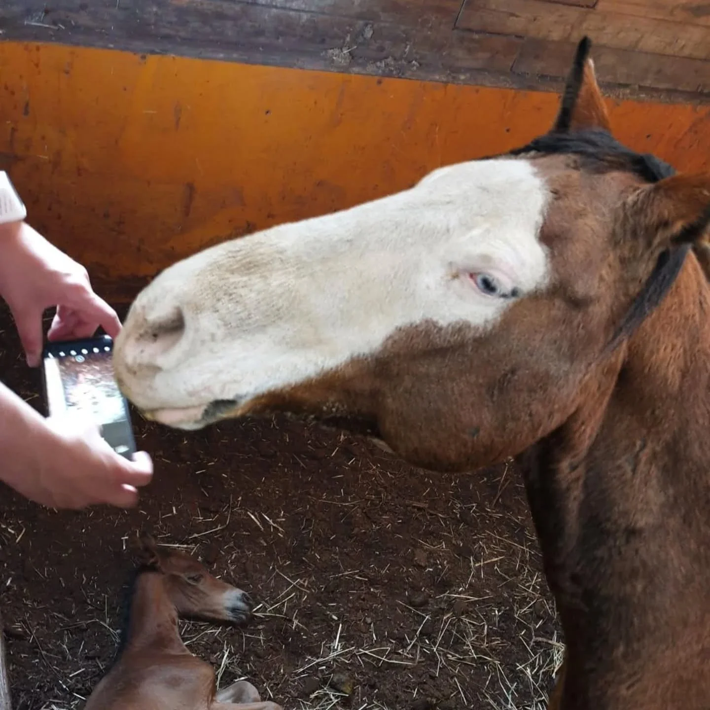 Meid&auml;n Sumppu eli quarter tamma Midsummer Gun Dunit varsoi viimey&ouml;n&auml; yll&auml;tysvarsan! 
Tamma ja pieni tammavarsa voivat hyvin! Sumppu on niin hyv&auml; em&auml; ♡ 
Nimiehdotuksia otetaan vastaan, muuten Martta nime&auml;&auml; varsa