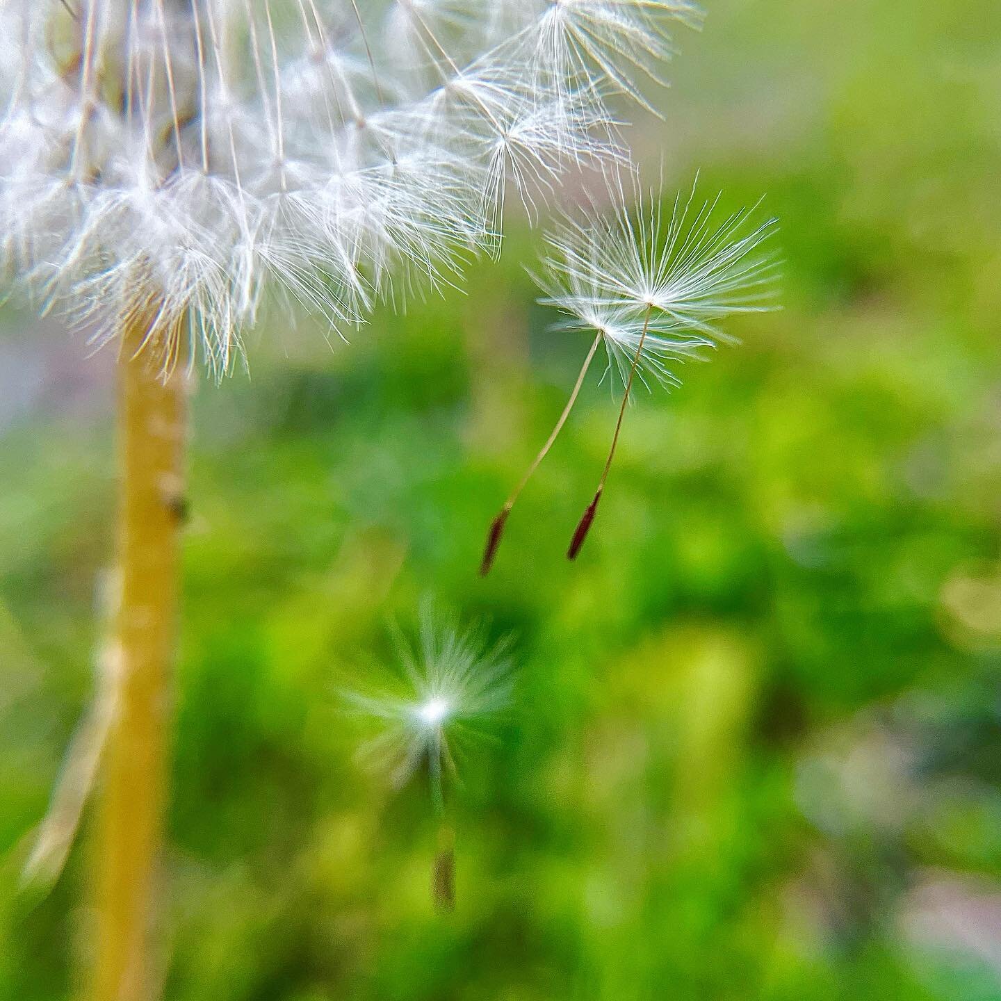 Just a tiny little seed being magical I the big world. 

#tiny #seed #dandelion #texas #macro #photography