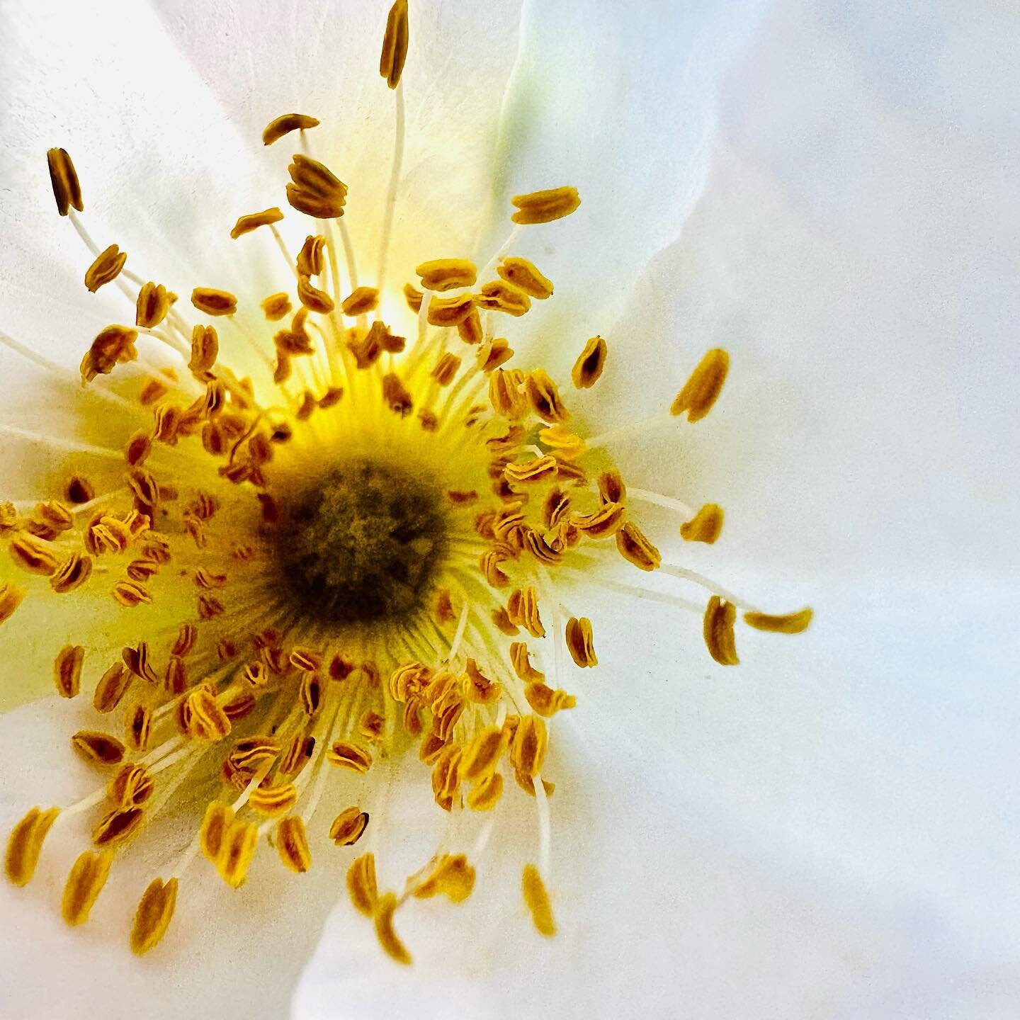 When the #light behind a #flower brightens it up so you can see the #beauty it holds&hellip;

#yellow #white #polinator #macro #art #photography #photolicensing