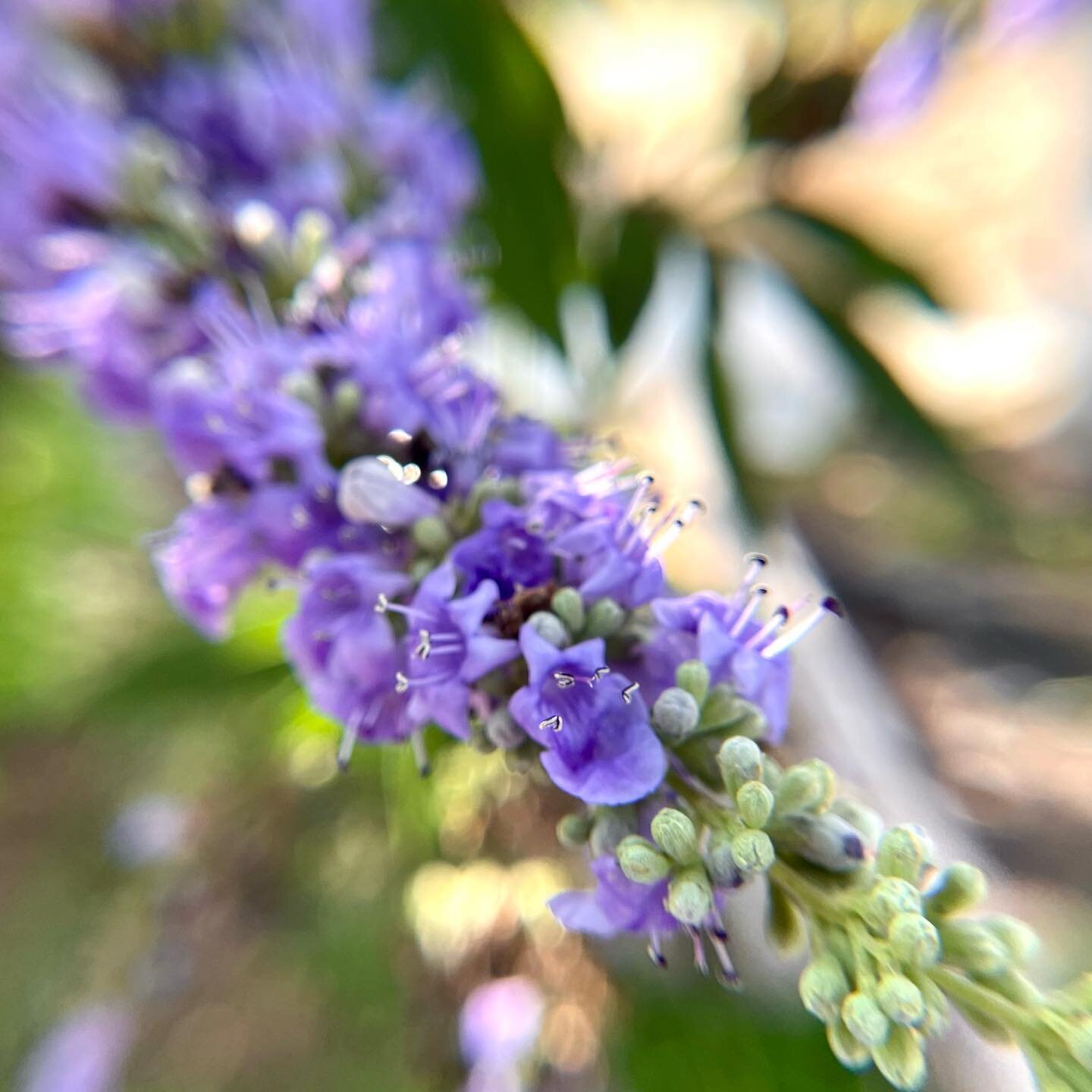 There is a #tree in my yard that is a knock off of #lilacs and it&rsquo;s my #favorite. #vitex let oks like lilac but doesn&rsquo;t smell like anything.  #chasttreeberry #aft #photography #macro #iphone