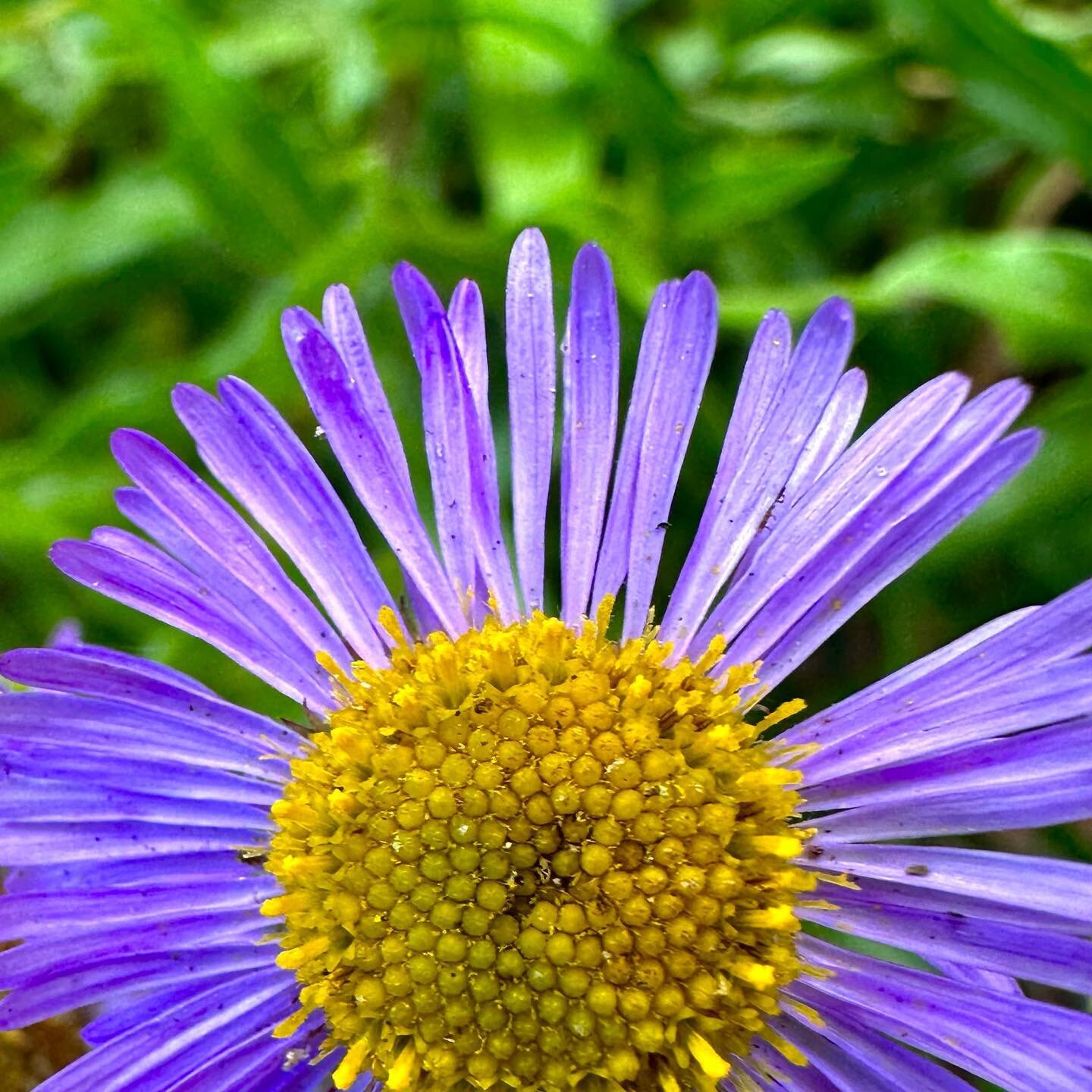 Found this #pretty at the #olympicnationalpark visitor center. It made me so happy.  #flower #purple #nps #nationalparkgeek #photographer #art #washington