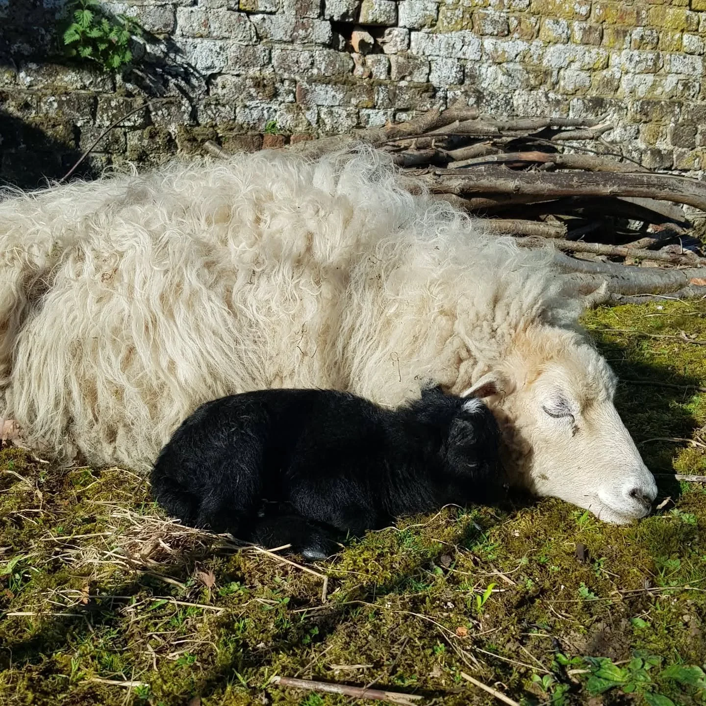Le printemps apporte son lot de nouveaut&eacute;s au monde qui nous entoure. Le petit Alphonse est n&eacute; cette semaine. Simone, sa maman, est &eacute;patante.