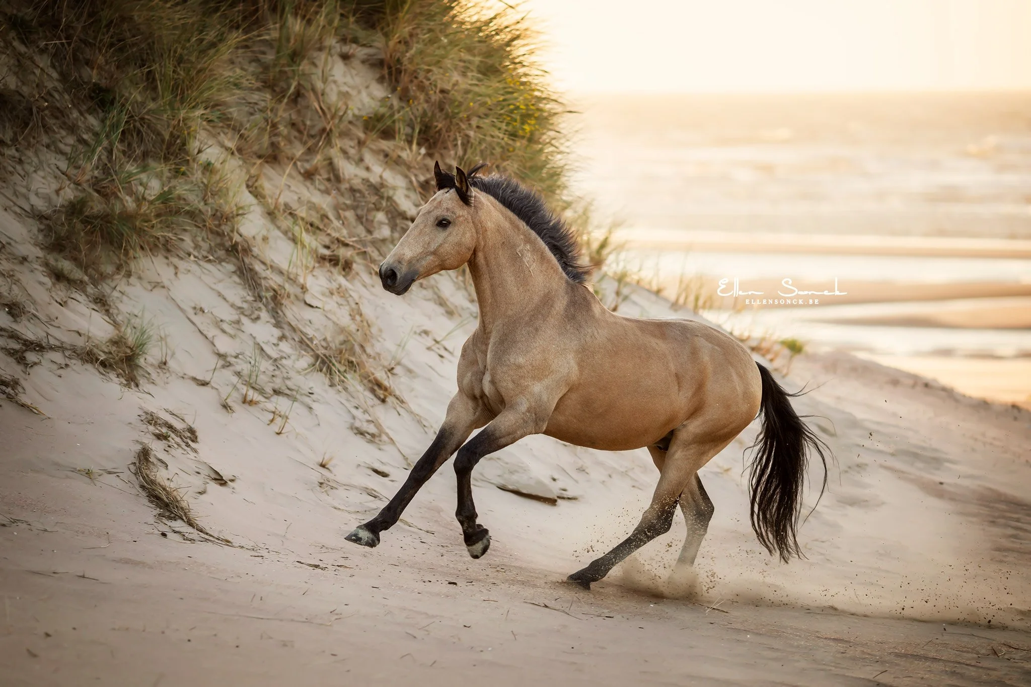 Galop in de duinen