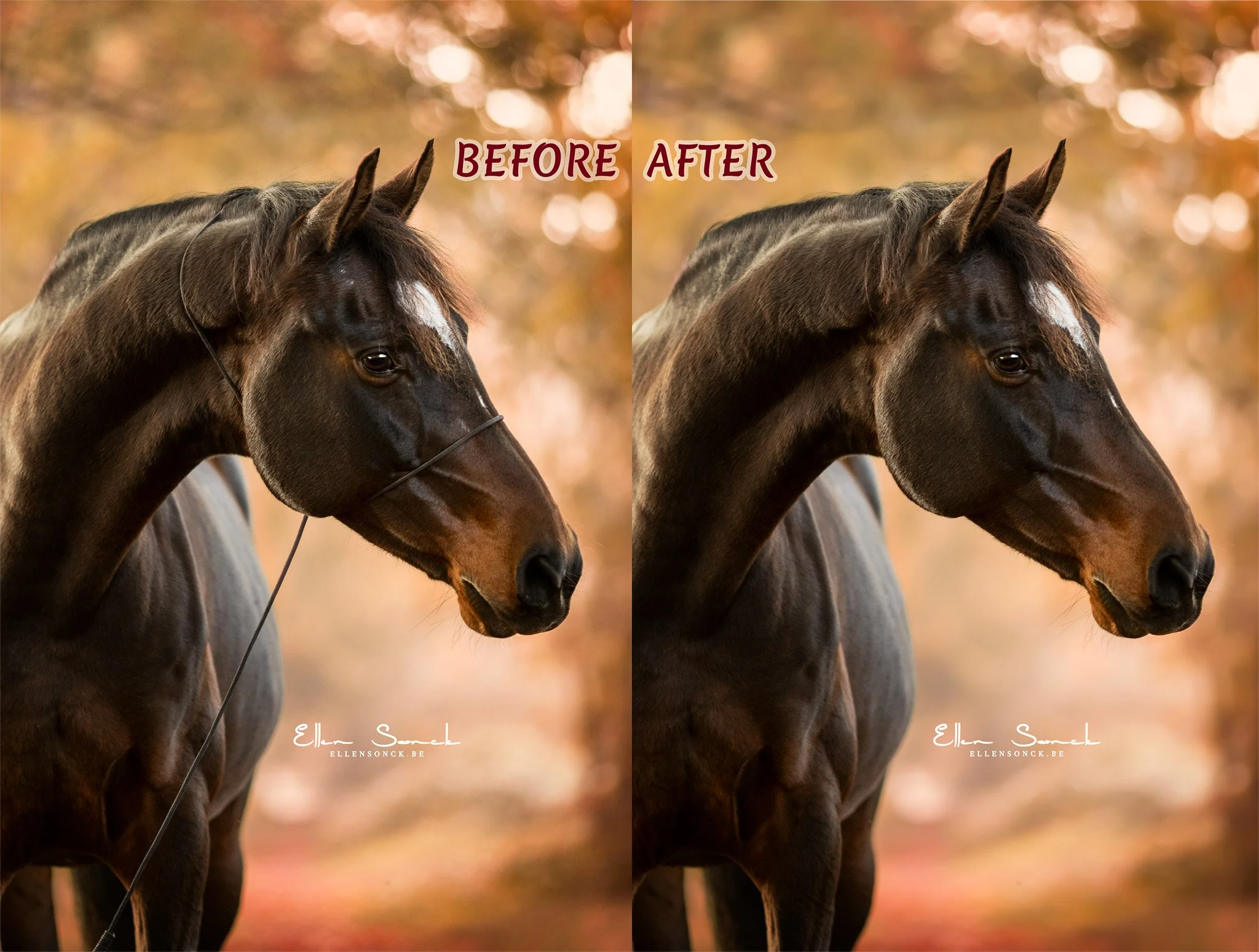 Fotohalster-ESP_5313-Edit.jpg