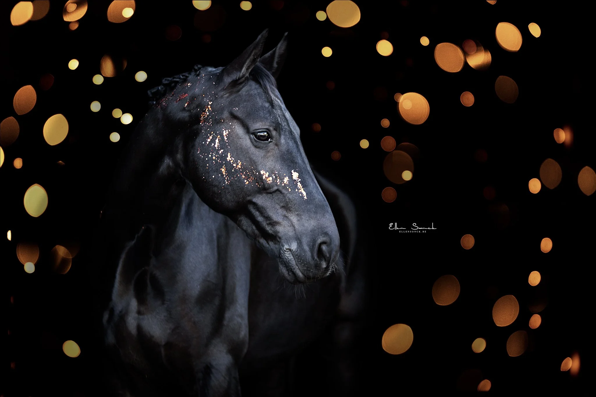 shop-bokeh-overlay.jpg