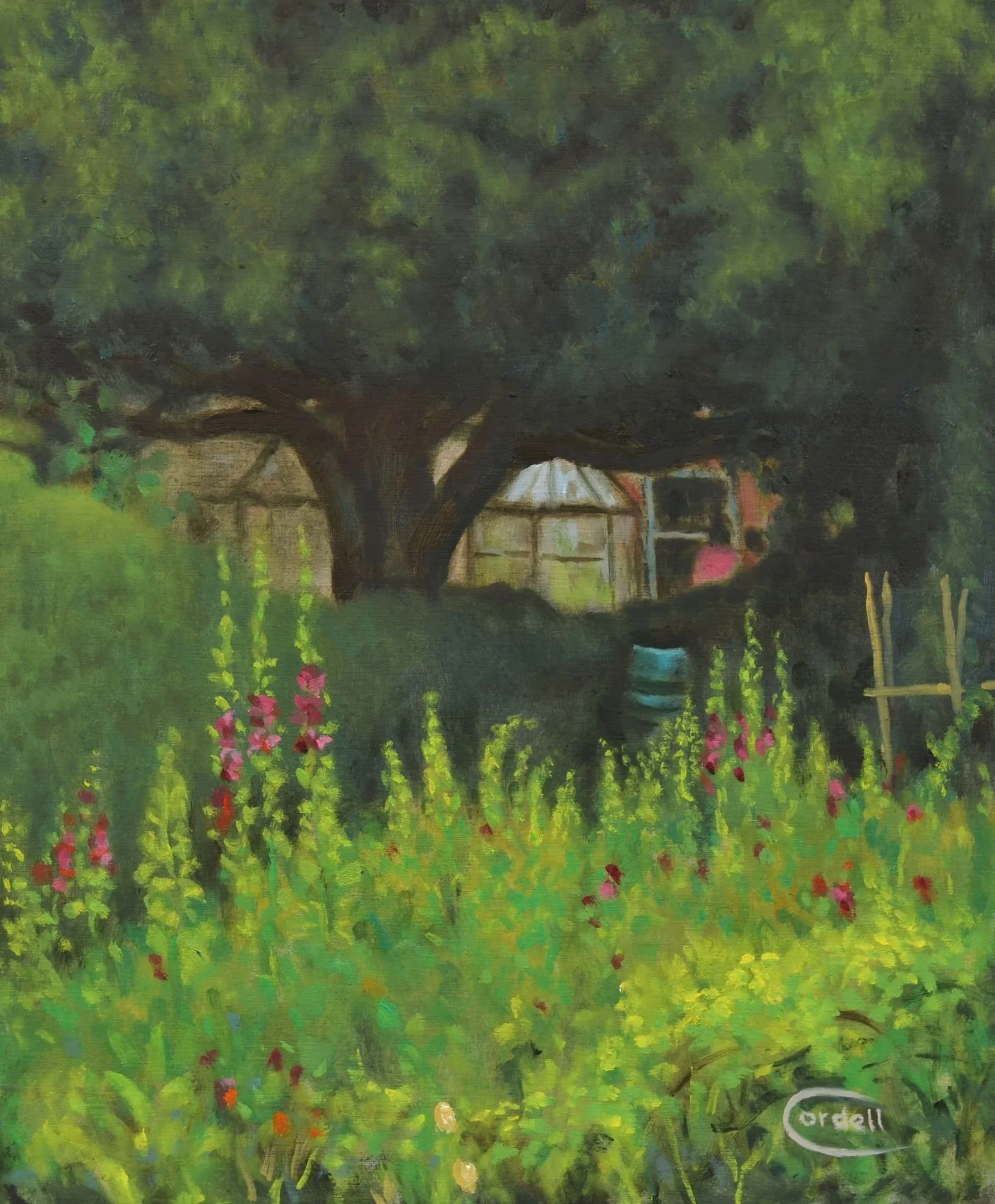 Hollyhocks at Yardley Hastings