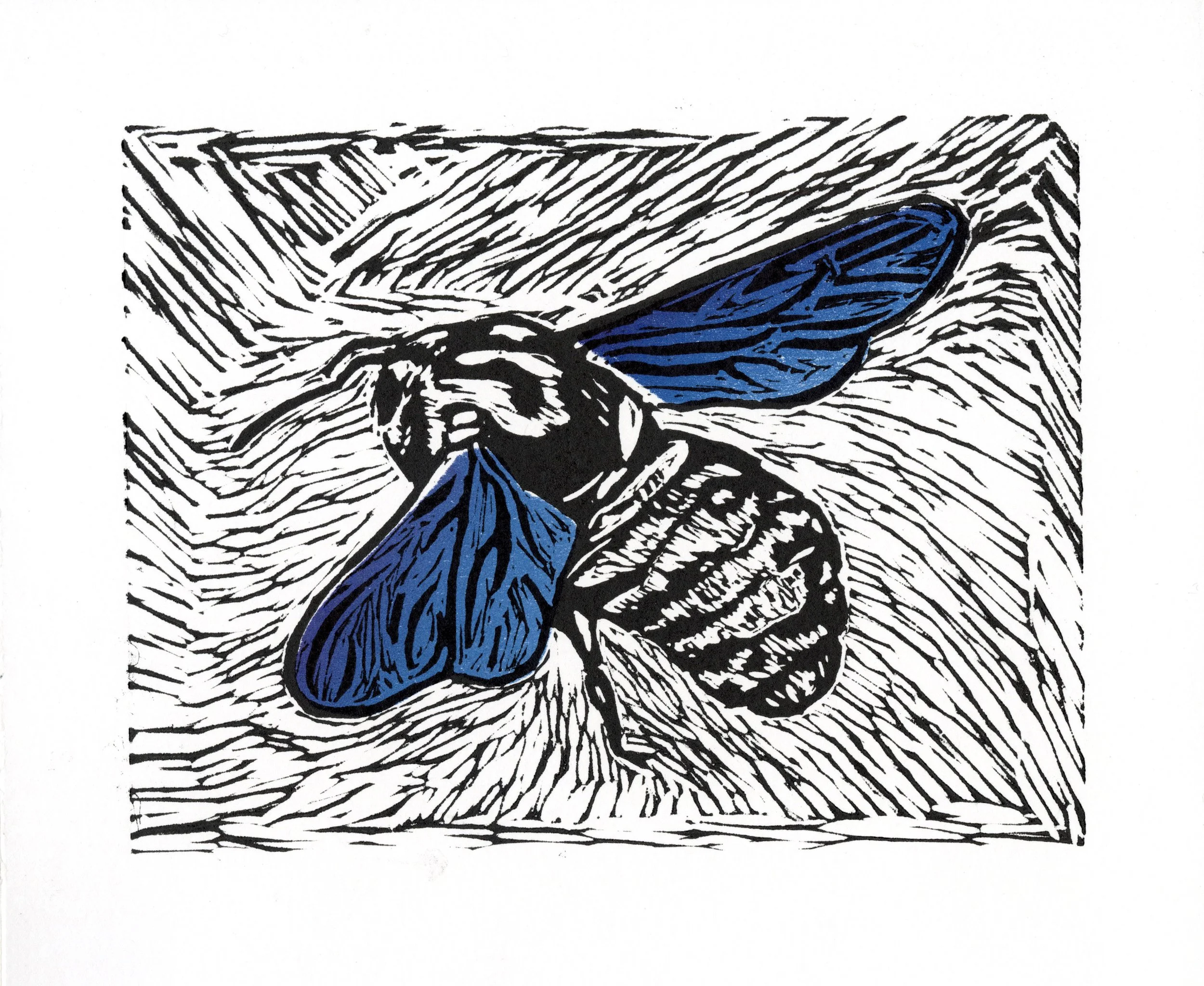 Violet Carpenter Bee - Lino, 2021