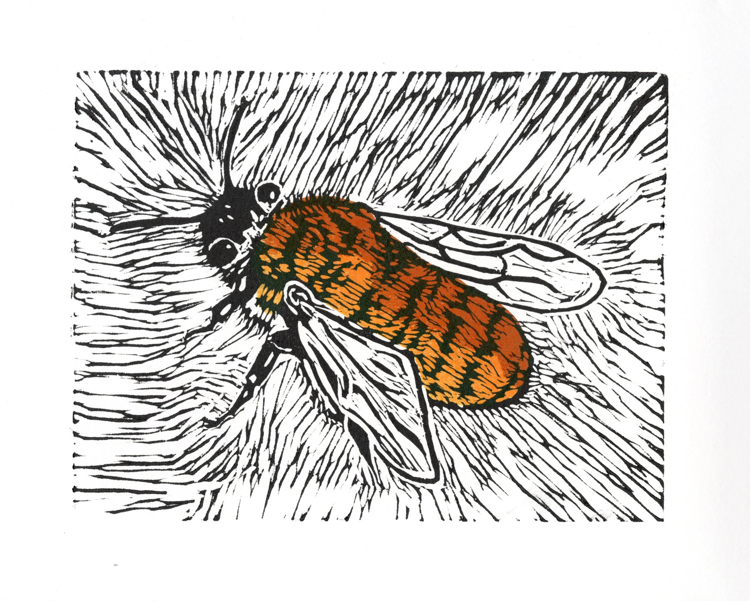 Tawny Mining Bee - Lino, 2021