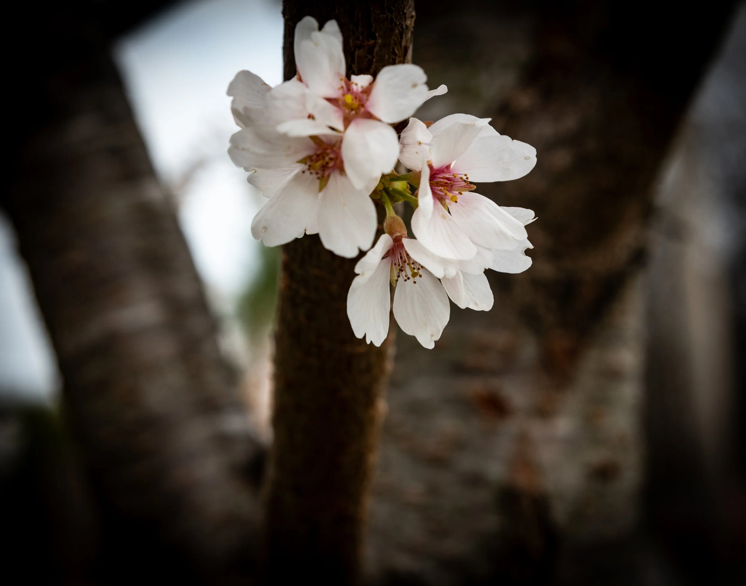 cherry blossoms