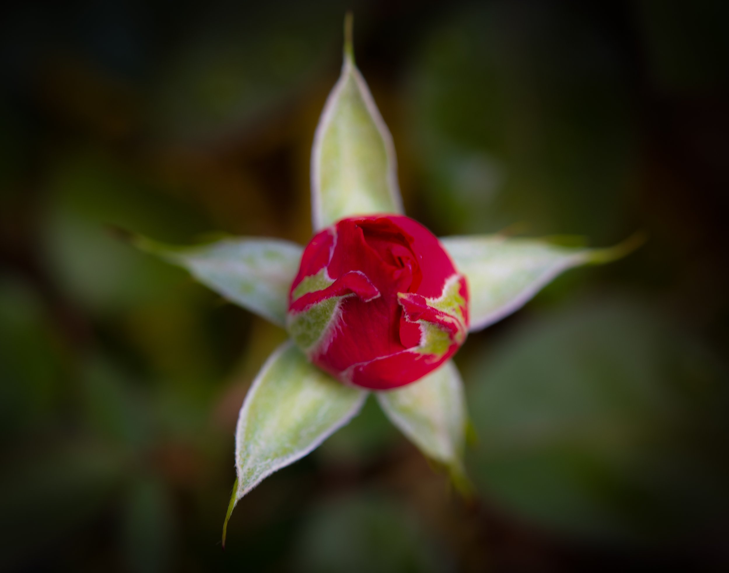about to bloom