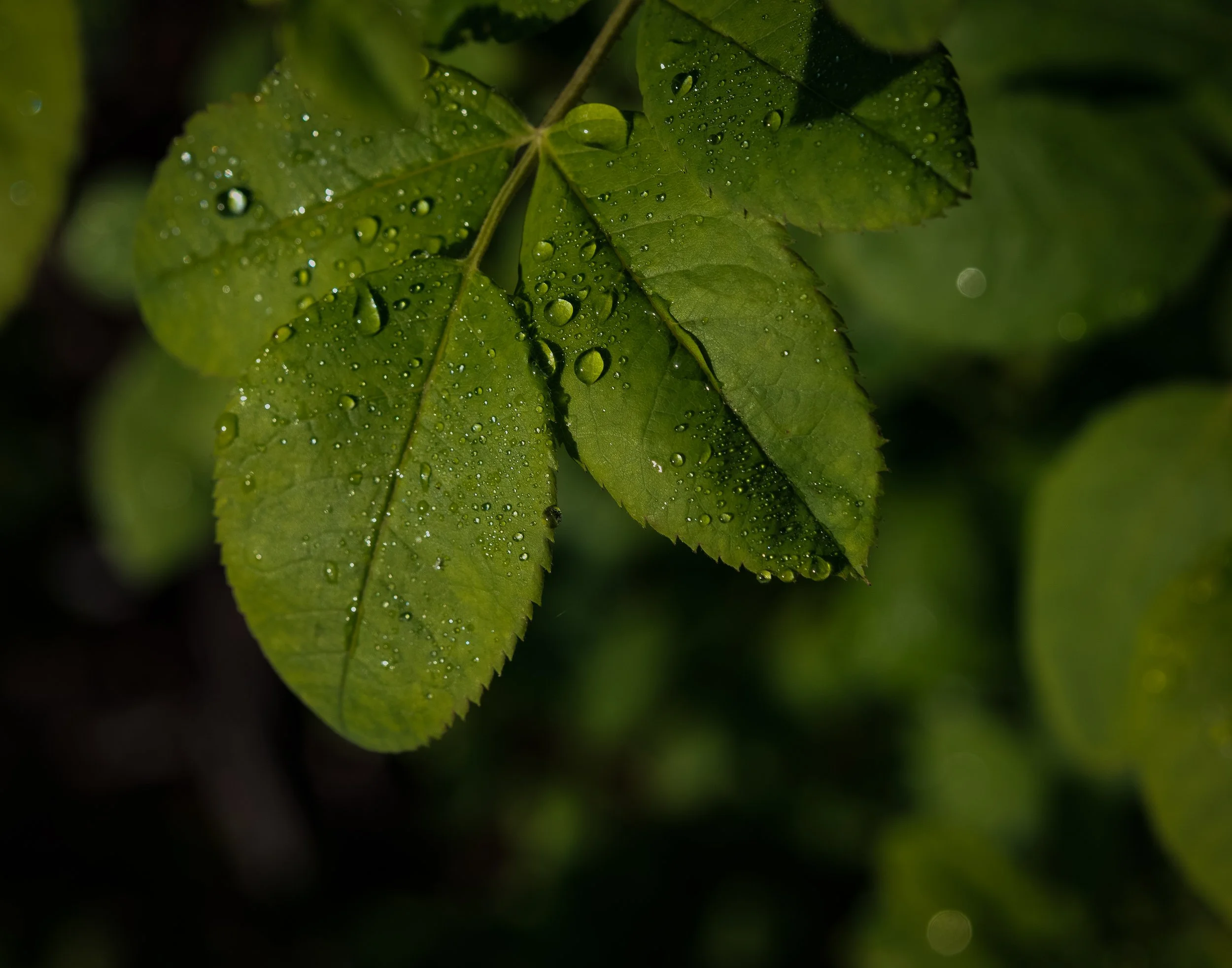 raindrops on green leaves