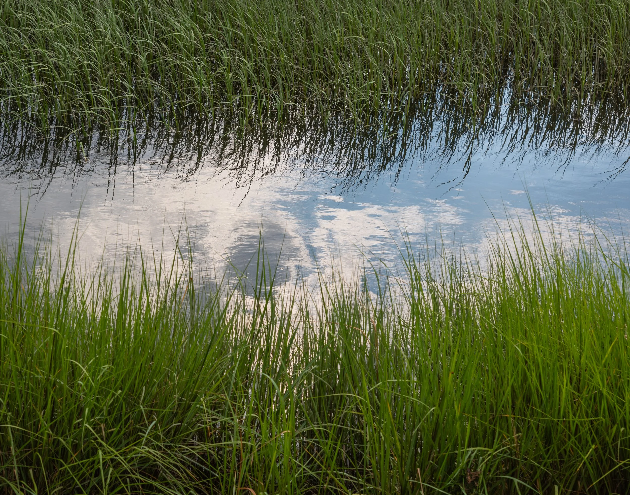 salt marsh reflection