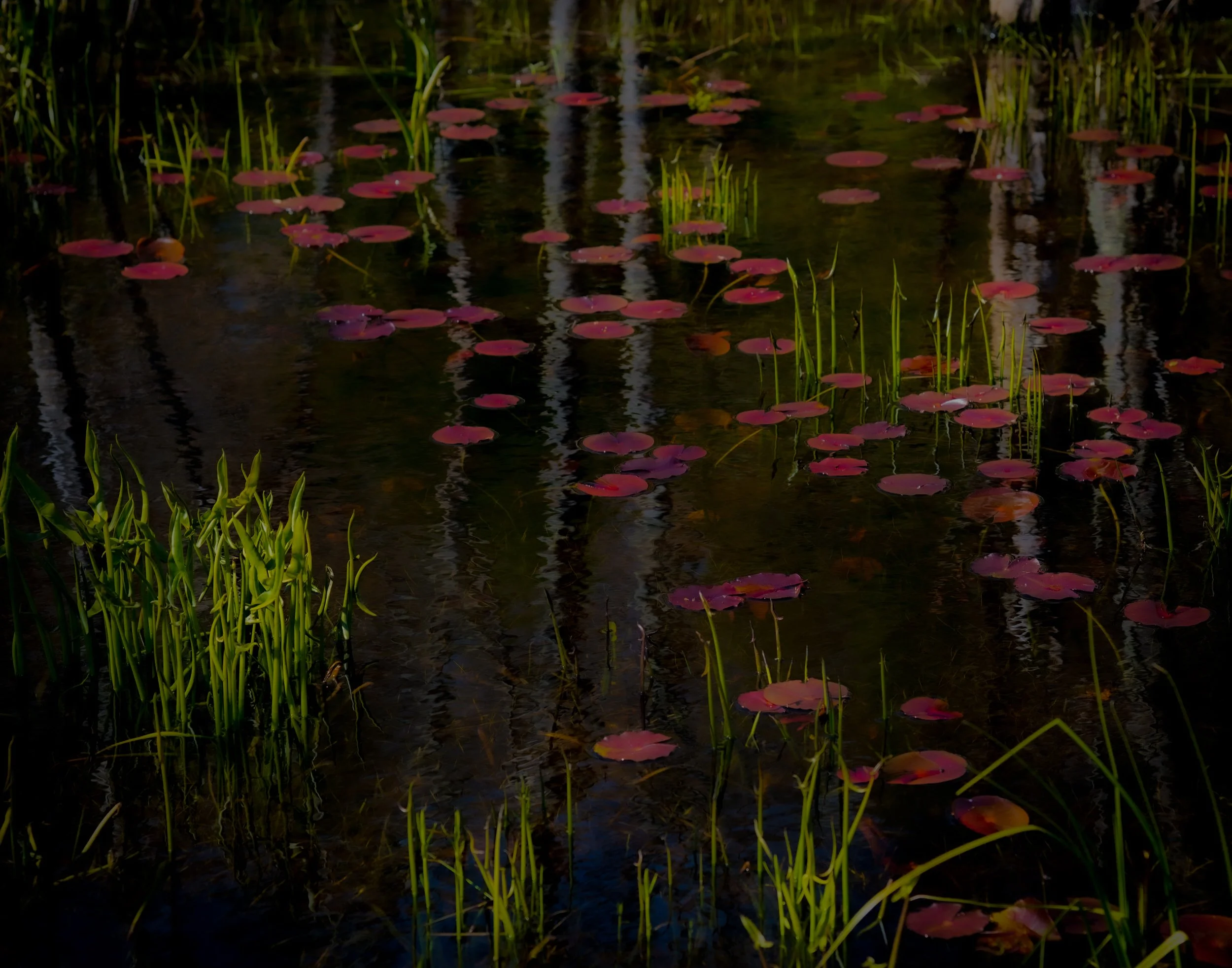 lily pond