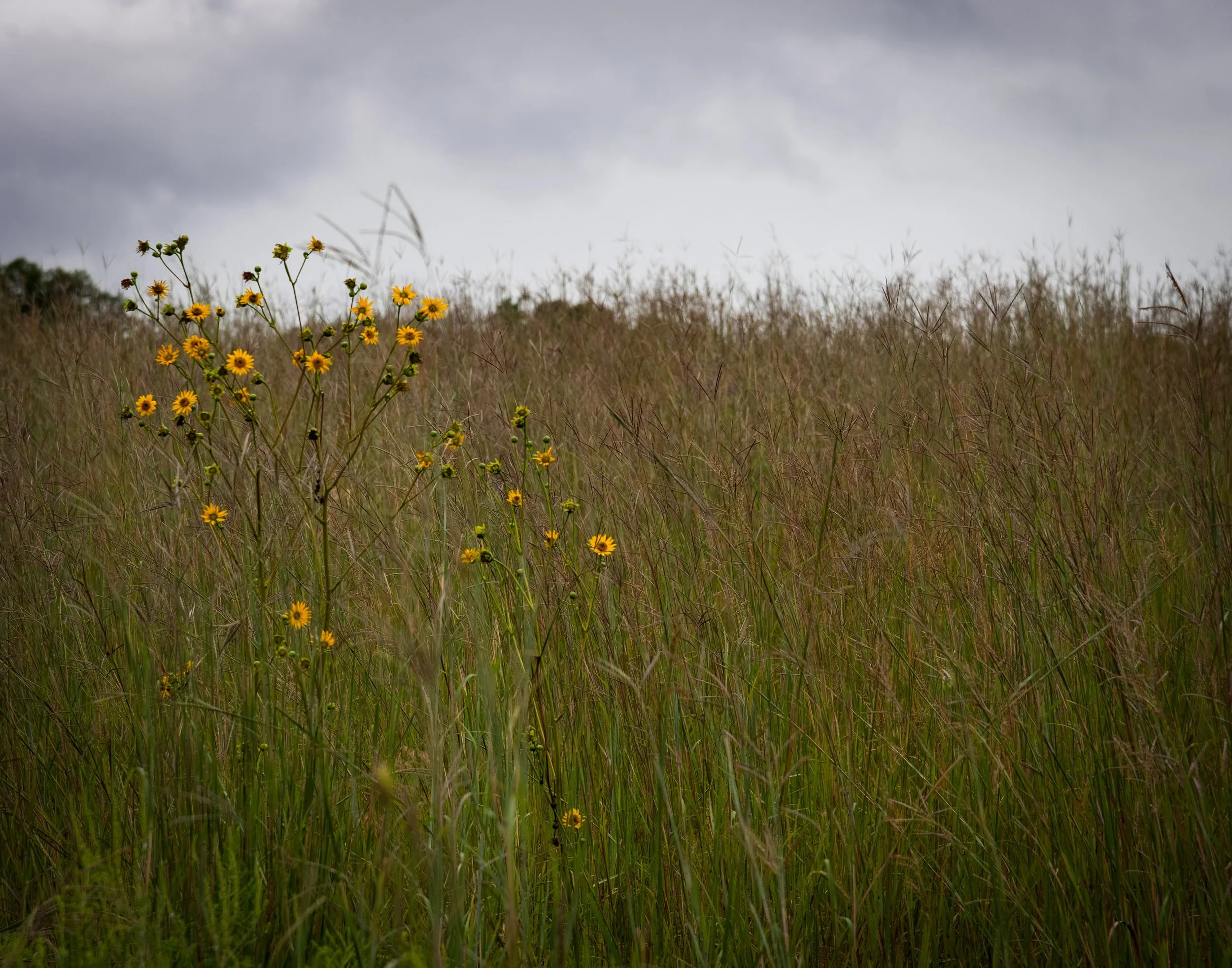 meadow with wildflowers