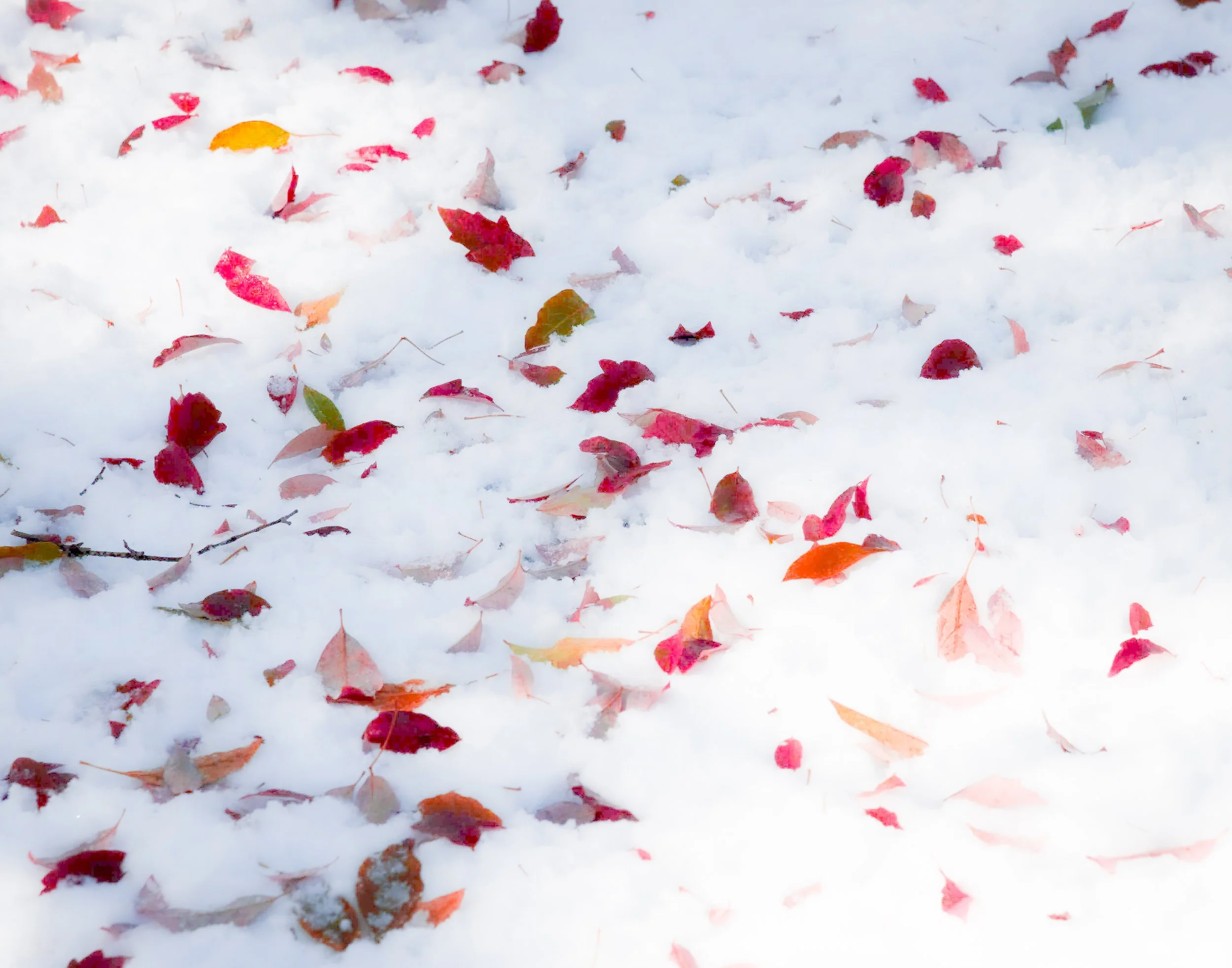 autumn leaves in snow