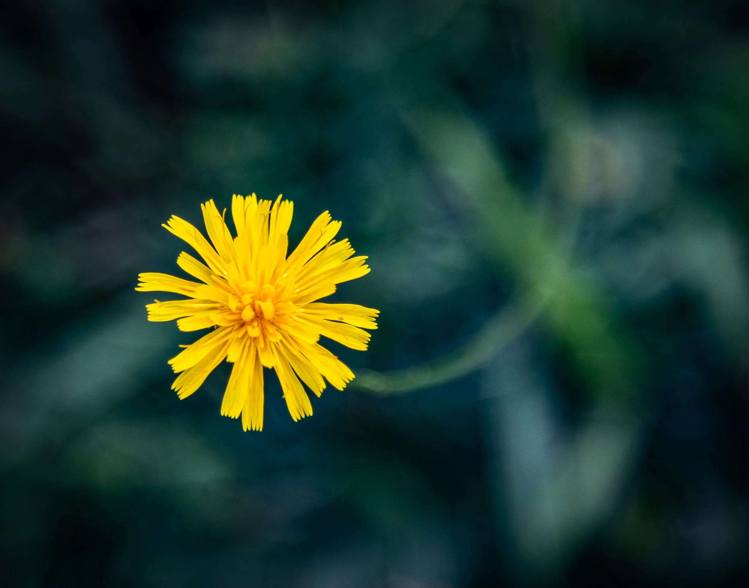 dandelion 