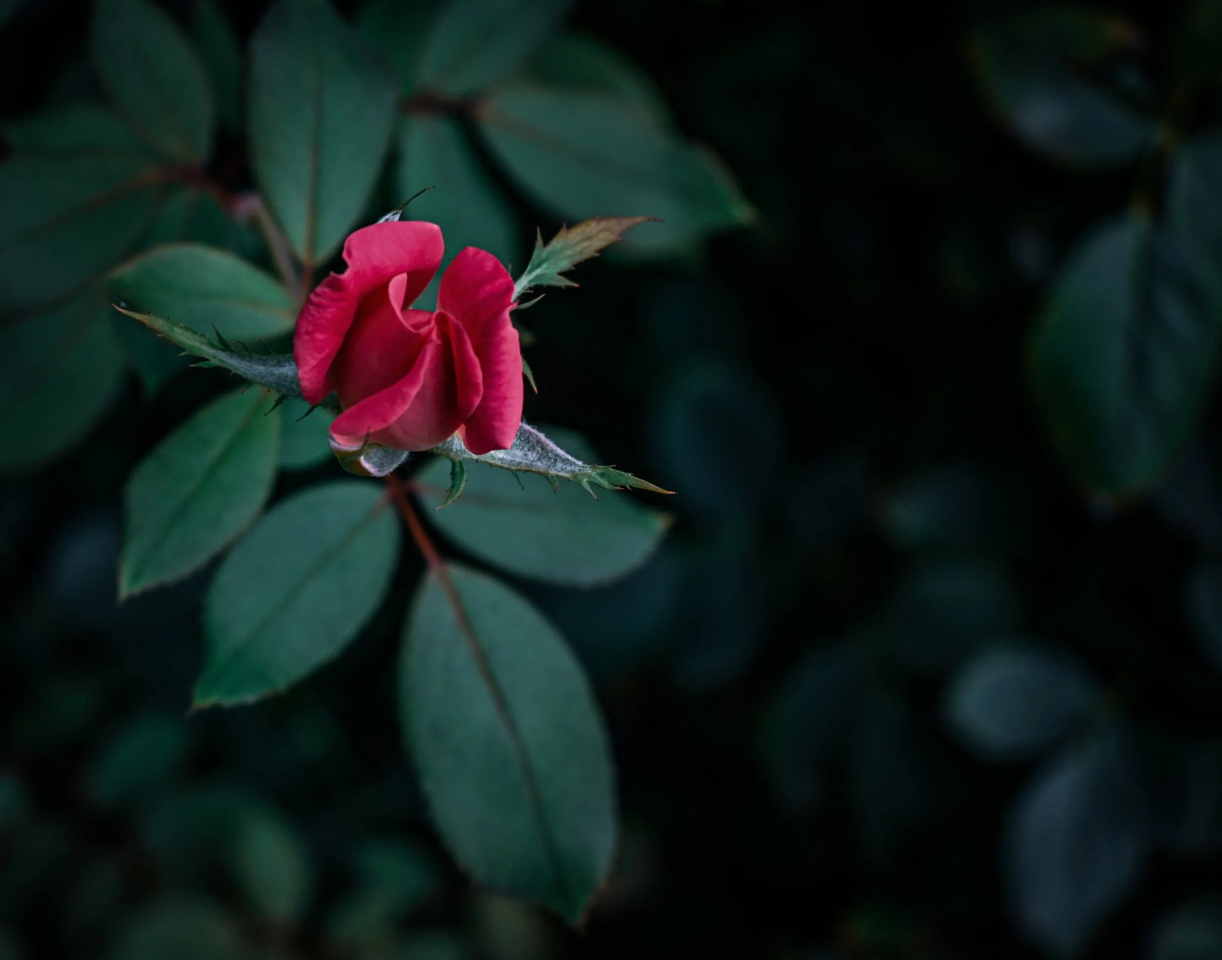 about to bloom