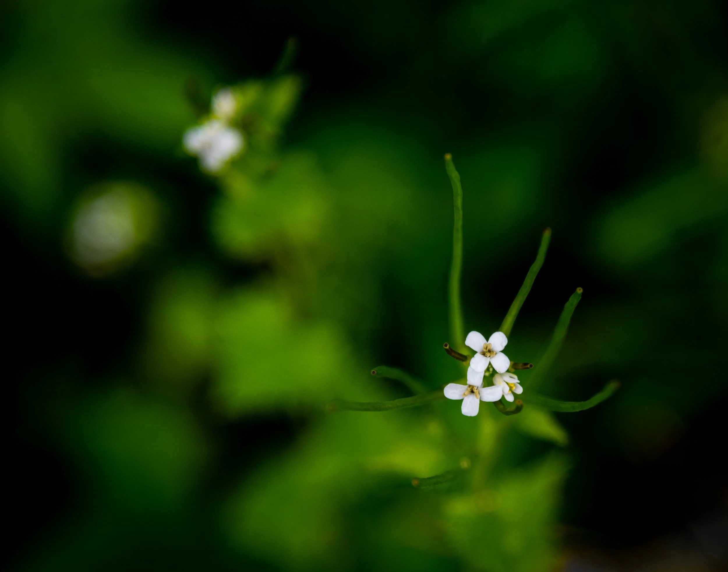 tiny white flower cluster