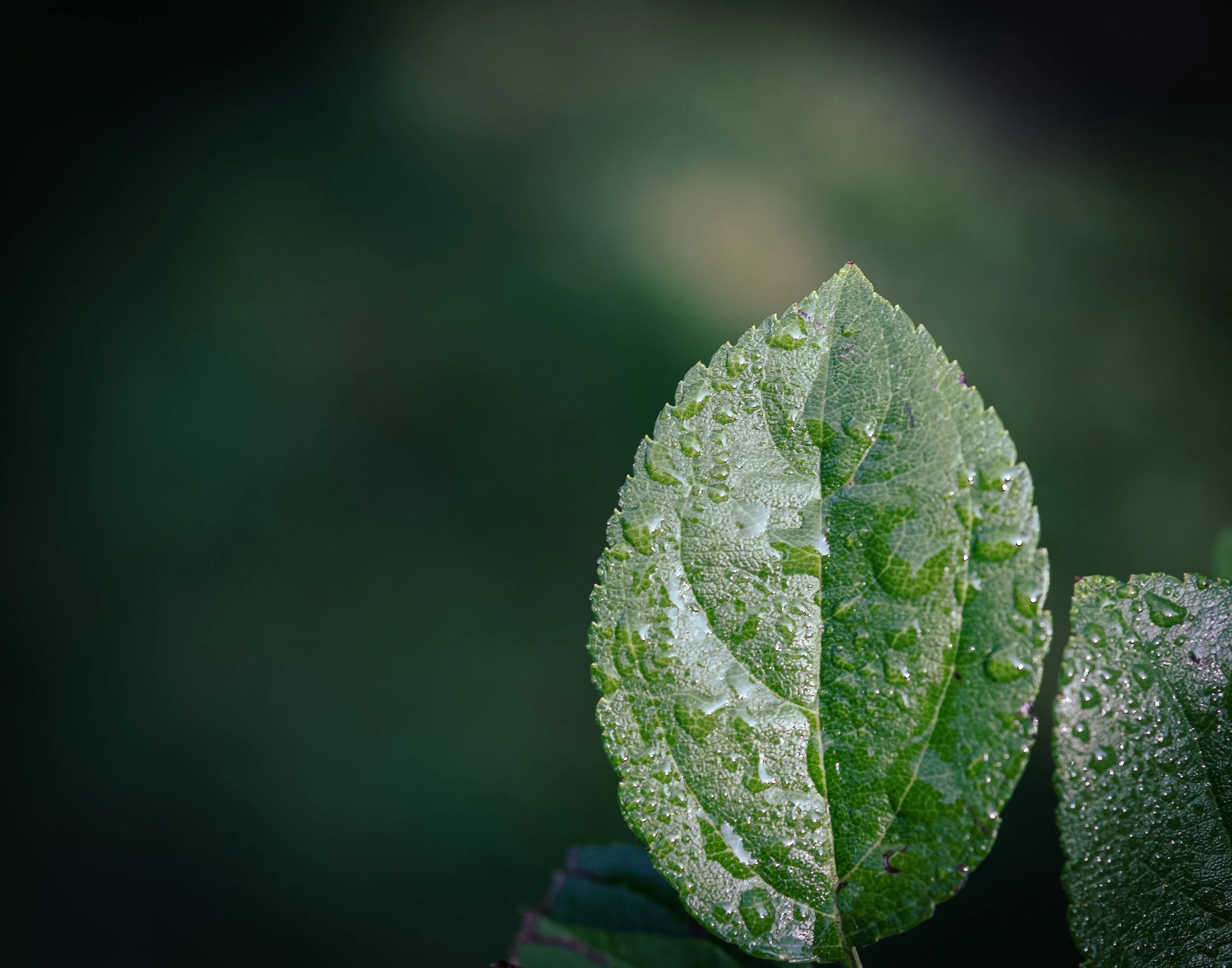 wet leaves