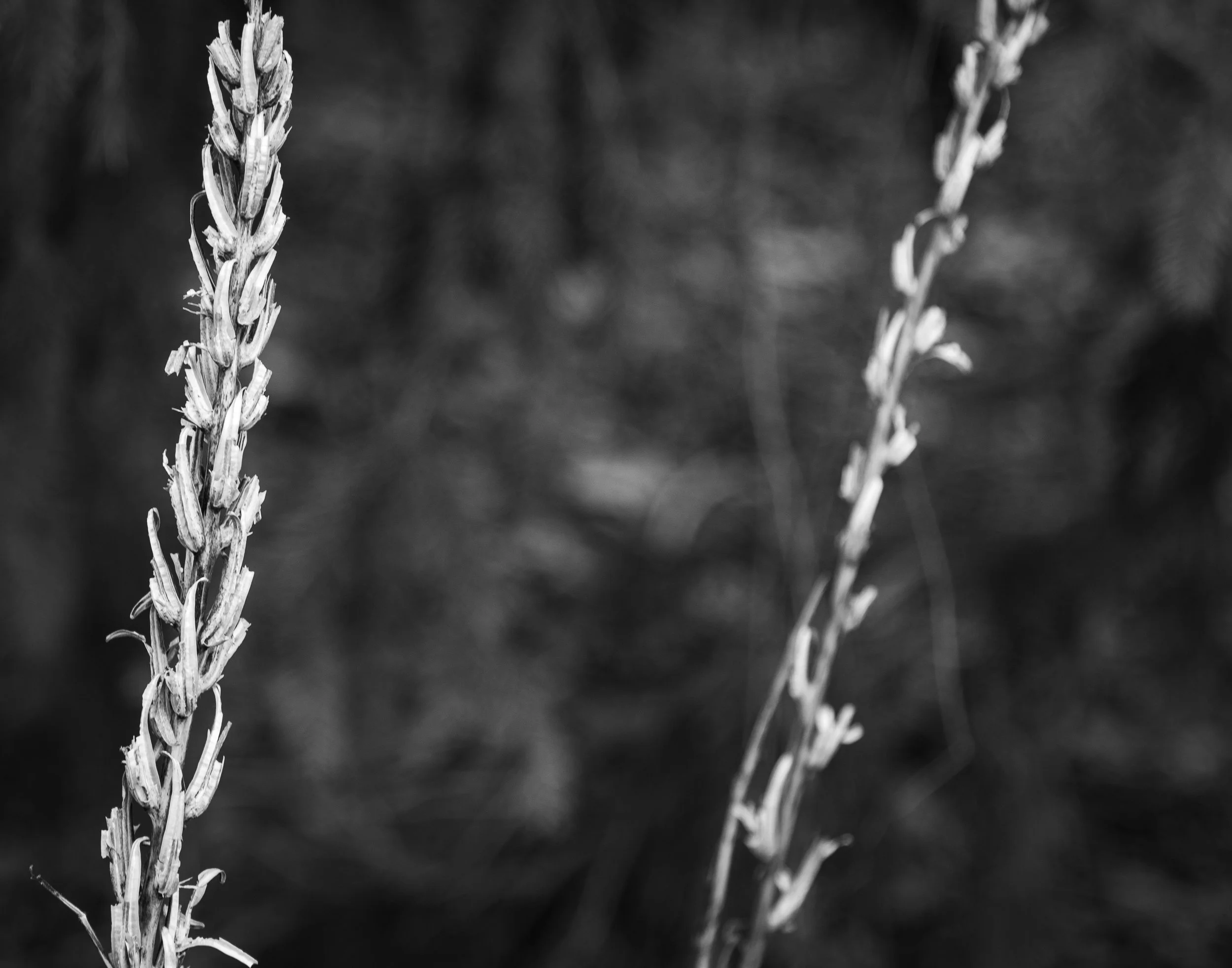 dried plant