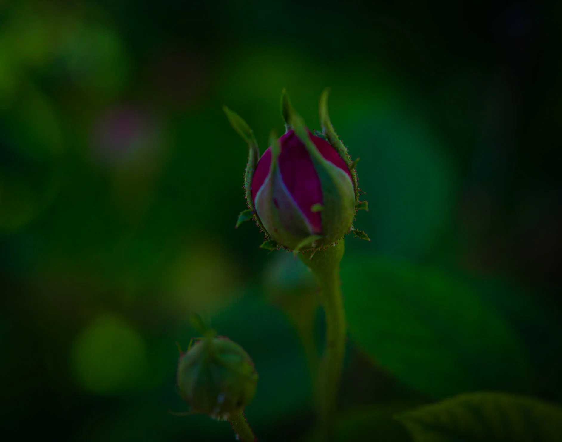 about to bloom