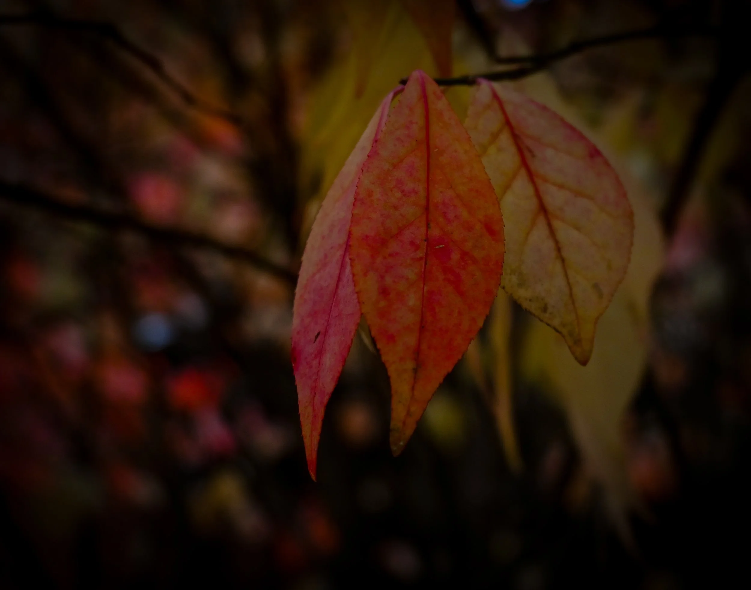 changing leaves