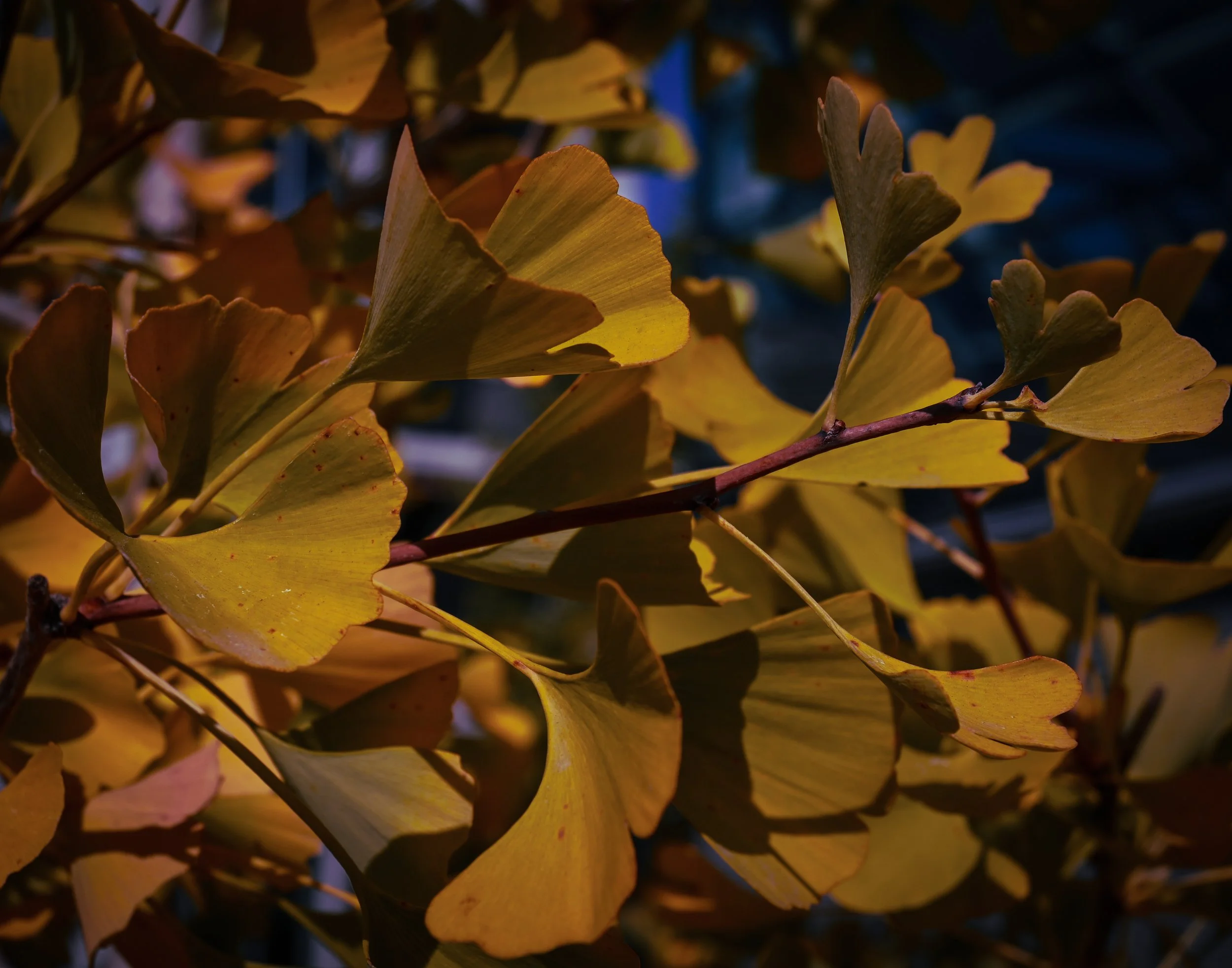 ginkgo