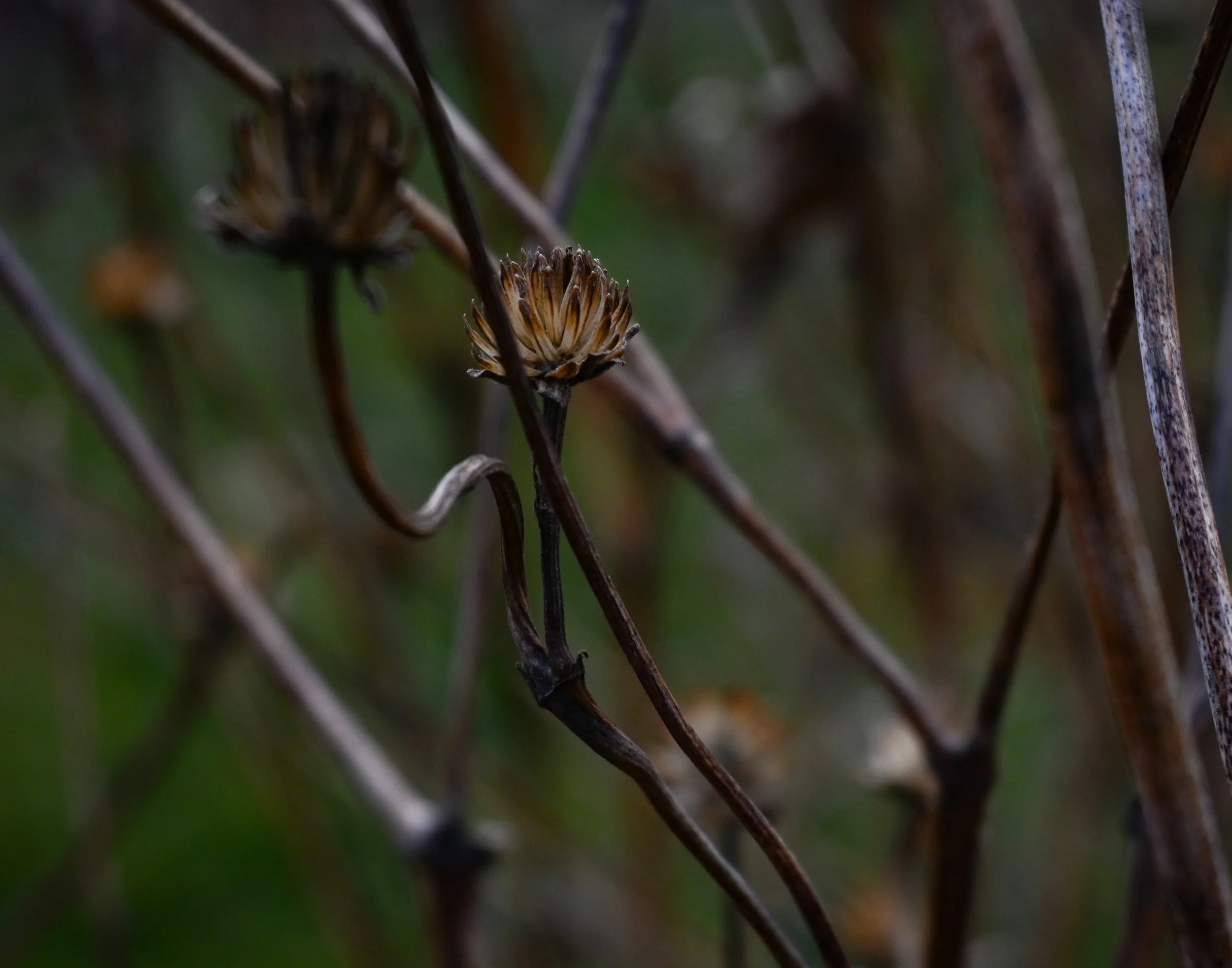 coming to life